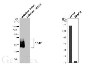 Anti-CD47 antibody [HL6267] used in Western Blot (WB). GTX648359