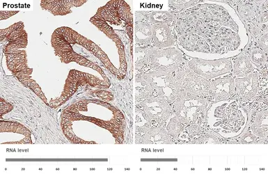 Anti-CD47 antibody [HL6267] used in IHC (Paraffin sections) (IHC-P). GTX648359