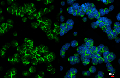 Anti-CD47 antibody [HL6267] used in Immunocytochemistry/ Immunofluorescence (ICC/IF). GTX648359