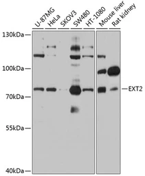 Anti-EXT2 antibody used in Western Blot (WB). GTX64836