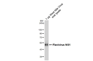Anti-Flavivirus NS1 antibody [HL6273] used in Western Blot (WB). GTX648365