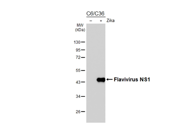Anti-Flavivirus NS1 antibody [HL6273] used in Western Blot (WB). GTX648365