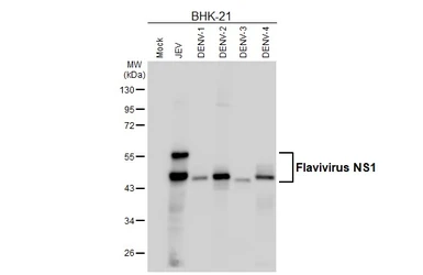 Anti-Flavivirus NS1 antibody [HL6273] used in Western Blot (WB). GTX648365