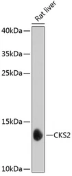 Anti-CKS2 antibody used in Western Blot (WB). GTX64839