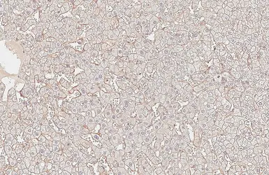 Anti-CD81 antibody [HL6288] used in IHC (Paraffin sections) (IHC-P). GTX648390