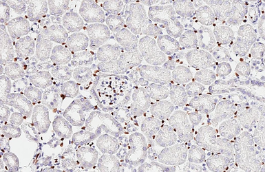 Anti-ERG antibody [HL6309] used in IHC (Paraffin sections) (IHC-P). GTX648411