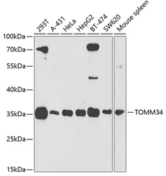 Anti-TOMM34 antibody used in Western Blot (WB). GTX64843