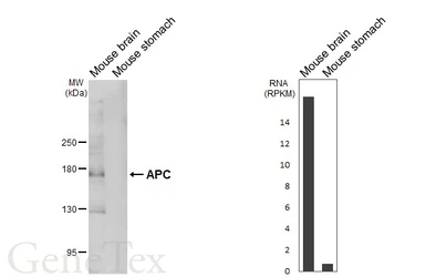 Anti-APC antibody [HL6321] used in Western Blot (WB). GTX648431