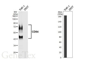 Anti-CD64 antibody [HL6338] used in Western Blot (WB). GTX648448