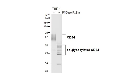Anti-CD64 antibody [HL6338] used in Western Blot (WB). GTX648448