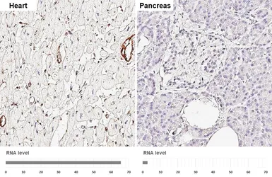 Anti-CD105 antibody [HL6344] used in IHC (Paraffin sections) (IHC-P). GTX648454