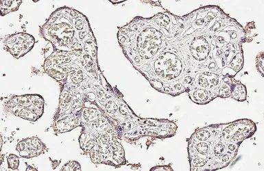 Anti-CD105 antibody [HL6345] used in IHC (Paraffin sections) (IHC-P). GTX648455