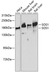 Anti-SOS1 antibody used in Western Blot (WB). GTX64852