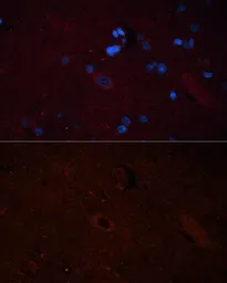Anti-SOS1 antibody used in IHC (Paraffin sections) (IHC-P). GTX64852