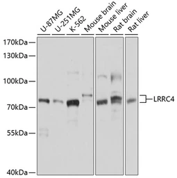 Anti-LRRC4 antibody used in Western Blot (WB). GTX64855
