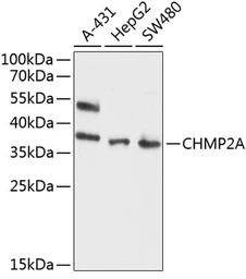 Anti-CHMP2A antibody used in Western Blot (WB). GTX64873