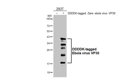 Anti-Ebola virus VP30 antibody [HL6352] used in Western Blot (WB). GTX648791