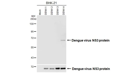 Anti-Dengue virus NS3 protein antibody [HL6358] used in Western Blot (WB). GTX648797