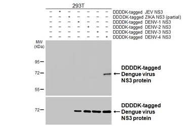 Anti-Dengue virus NS3 protein antibody [HL6358] used in Western Blot (WB). GTX648797