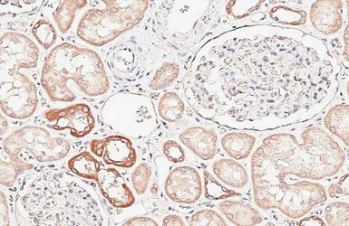 Anti-ASC1 antibody [HL6371] used in IHC (Paraffin sections) (IHC-P). GTX648810