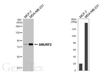 Anti-SMURF2 antibody [HL6373] used in Western Blot (WB). GTX648812