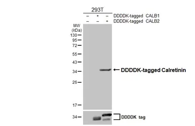 Anti-Calretinin antibody [HL6379] used in Western Blot (WB). GTX648818