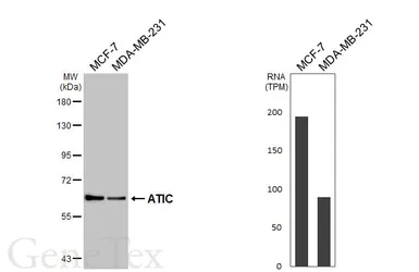 Anti-ATIC antibody [HL6383] used in Western Blot (WB). GTX648822