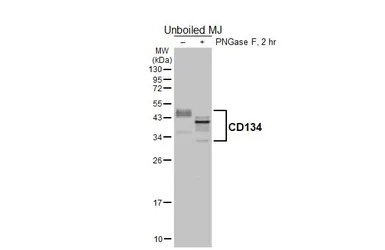 Anti-CD134 antibody [HL6388] used in Western Blot (WB). GTX648827