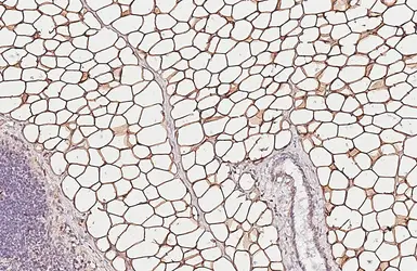 Anti-HSL antibody [HL6391] used in IHC (Paraffin sections) (IHC-P). GTX648830