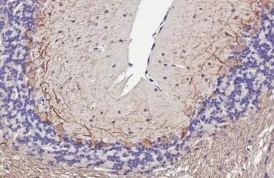 Anti-NF-H antibody [HL6395] used in IHC (Paraffin sections) (IHC-P). GTX648840