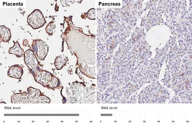 Anti-CD59 antibody [HL6401] used in IHC (Paraffin sections) (IHC-P). GTX648846