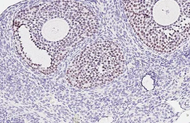 Anti-GATA6 antibody [HL6413] used in IHC (Paraffin sections) (IHC-P). GTX648858