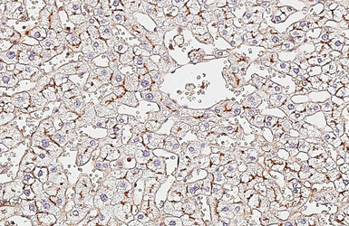 Anti-CD13 antibody [HL6422] used in IHC (Paraffin sections) (IHC-P). GTX648867