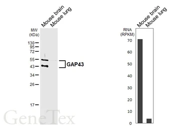 Anti-GAP43 antibody [HL6432] used in Western Blot (WB). GTX648877