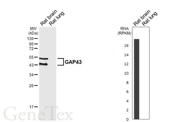 Anti-GAP43 antibody [HL6432] used in Western Blot (WB). GTX648877