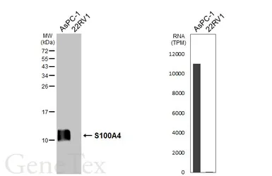 Anti-S100A4 antibody [HL6435] used in Western Blot (WB). GTX648880
