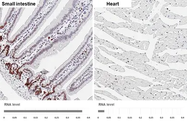 Anti-Ki67 antibody [HL6451] used in IHC (Paraffin sections) (IHC-P). GTX648899