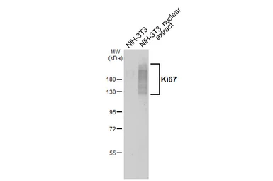 Anti-Ki67 antibody [HL6451] used in Western Blot (WB). GTX648899