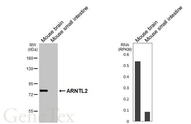 Anti-ARNTL2 antibody [HL6455] used in Western Blot (WB). GTX648903