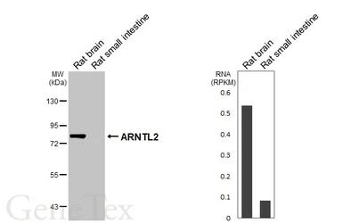 Anti-ARNTL2 antibody [HL6455] used in Western Blot (WB). GTX648903