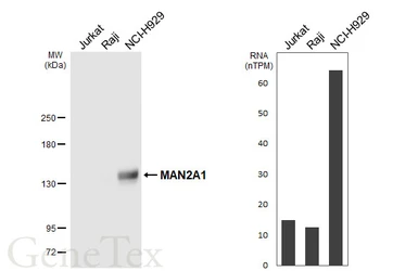 Anti-MAN2A1 antibody [HL6456] used in Western Blot (WB). GTX648904