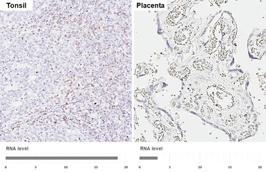 Anti-Granzyme A antibody [HL6457] used in IHC (Paraffin sections) (IHC-P). GTX648905