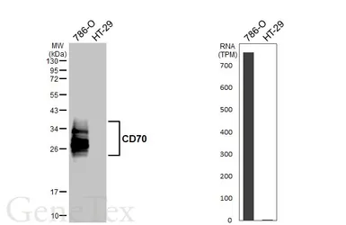 Anti-CD70 antibody [HL6469] used in Western Blot (WB). GTX648917