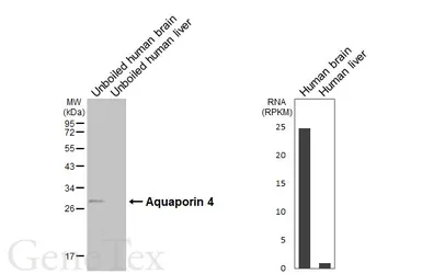 Anti-Aquaporin 4 antibody [HL6477] used in Western Blot (WB). GTX648925