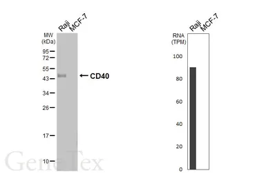 Anti-CD40 antibody [HL6485] used in Western Blot (WB). GTX648933