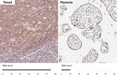 Anti-CD40 antibody [HL6485] used in IHC (Paraffin sections) (IHC-P). GTX648933