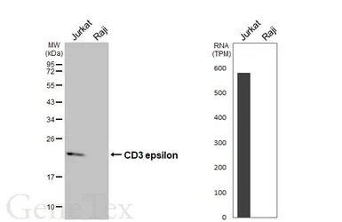 Anti-CD3 epsilon antibody [GT416] used in Western Blot (WB). GTX648937