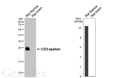 Anti-CD3 epsilon antibody [GT416] used in Western Blot (WB). GTX648937