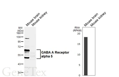 Anti-GABA A Receptor alpha 5 antibody [GT421] used in Western Blot (WB). GTX648941