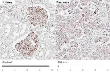 Anti-Nestin antibody [HL6512] used in IHC (Paraffin sections) (IHC-P). GTX648968